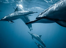 《剑星》服装修改MOD：光腿黑丝都有 你喜欢哪个？